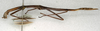 CollectionObject 1562398; NMW 437, 33e5302e-cd1b-4f94-be94-5c76a16f98fb: copyright NMW, Vienna. female, lateral view (holotype). (CollectionObject).