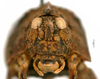 CollectionObject 1567871; ee82e13e-0e05-4d5f-9a55-b456594a9f91: female, frontal view (paralectotype). (CollectionObject).