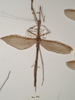 CollectionObject 1558938; 6105b0e8-f12f-4716-b106-0999b90f2af6: copyright OUMNH. female of Necroscia styligera (holotype). (CollectionObject).