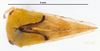 Habitus, dorsal view: !! display not done !! on Cyrtolobus cinctus Van Duzee, 1908: (Observation).