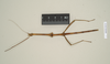 CollectionObject 1557340; NHMUK(SF IMPORT DUPLICATE) 844510, 40a27b64-85f0-42ed-8a84-f6be54b4b2c5: copyright Natural History Museum, London. male of synonym Bacteria crudelis (holotype). (CollectionObject).
