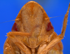 Head on Coelogypona venosella DeLong & Freytag, 1966: Male [DZRJ]: head, ventral view. (Observation).