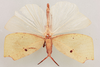 CollectionObject 1518325; 590f1bc5-5917-49d5-9ae4-d808148c58c9, NHMUK012497315: female, dorsal view (holotype). (CollectionObject).
