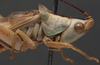 male pronotum, lateral view (paratype). Depicts CollectionObject 1573273; 155ecaee-73ce-4465-8307-0198961e27d6, a CollectionObject.