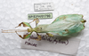CollectionObject 1580939; SPM SP/EPH/01790, e341b617-0d87-4ac0-ab5b-fa922526c9b0: copyright SPM, Kinabalu. male (holotype). (CollectionObject).