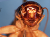 CollectionObject 1505324; 5703e2a4-16c8-4870-bec7-b41e7b232a14: female, frontal view (syntype). (CollectionObject).