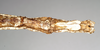 CollectionObject 1557417; NHMUK(SF IMPORT DUPLICATE) 844928, f1282a57-261f-496b-a817-e33d82624184: copyright Natural History Museum, London. female: end of abdomen, ventral view of Ischnopoda phillipsi (holotype). (CollectionObject).