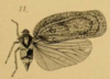 Habitus, dorsal view on Diastracis nebulosa (Melichar, 1902): (Observation).