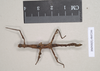 CollectionObject 1557795; 100b88d9-3229-4ab9-9131-66b329bce742: copyright Natural History Museum, London. female (syntype). (CollectionObject).;CollectionObject 1557796; f9be8530-ce59-427d-bea8-331143cb9c86: copyright Natural History Museum, London. female (syntype). (CollectionObject).