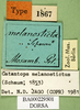 CollectionObject 1501536; 2da459fb-8e86-4094-8816-f02380b32c59, DORSA BA000229S01: labels (holotype). (CollectionObject).