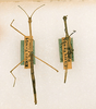 CollectionObject 1558033; 9f615f3f-3e9a-4617-86ea-ab25cb48bb0c: copyright ANSP. male (paratypes). (CollectionObject).