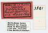 CollectionObject 1514303; 682146b5-21be-4e20-ab0e-d8de25e1fe71, MLP3381/2: labels (paratype). (CollectionObject).