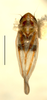 Habitus, dorsal view on Erythridula frisoni (Ross & DeLong, 1953): Habitus (holotype of E. joanneae Hepner, INHS collection). (Observation).