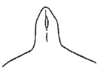 Callimenellus modestus Gorochov & Voltshenkova, 2005: Fig. 10. male fastigium, dorsal view. (Otu).