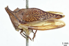 Habitus, lateral view: !! display not done !! on Hemikyptha punctata (Fabricius, 1775): (Observation).