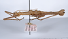 CollectionObject 1558666; 56f6a763-d046-4fd6-b598-5cfc25e7c147: copyright ANSP. male, lateral view (holotype). (CollectionObject).