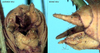 CollectionObject 1522419; 259c915d-f864-42b8-b58f-54ce9bf01d95: male cerci (holotype). (CollectionObject).