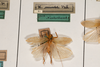 CollectionObject 1474980; e7c48550-8a08-4156-be09-8b3b23a7a429: female, on drawer (holotype). (CollectionObject).