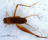 CollectionObject 1580525; 4cdac0d0-89de-4eb4-a381-b7cab5f99cb7: male, dorsal view (paratype). (CollectionObject).
