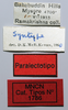 CollectionObject 1580361; 1d499c4d-5bf8-4518-a9d2-7b9878949374: labels (paralectotype). (CollectionObject).