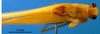 CollectionObject 1502476; 7c344548-1a7e-4e26-bc00-4e61cede82a1: male, dorsal view. (CollectionObject).