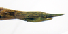 CollectionObject 1573582; 335529b6-0669-48e1-95fd-dc4d9cf0d0b4: copyright MEFLG Colombia. female end of abdomen, lateral view (paratype). (CollectionObject).