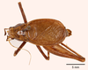 CollectionObject 1523730; 931255aa-f604-41a0-b50c-d18b3b77de3c: male, dorsal view (holotype). (CollectionObject).