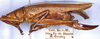 CollectionObject 1531882; 569d6525-cd12-4324-974b-34affafda9b1: female, lateral view (holotype). (CollectionObject).