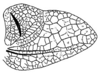 Callimenellus albomaculatus Gorochov & Voltshenkova, 2005: Fig. 55. male left tegmen. (Otu).