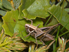 CollectionObject 1574043; 9f94b568-5bd2-46ce-8343-471dbba32998: male (Macedonia, Galicica Mts). (CollectionObject).