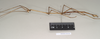 CollectionObject 1561383; NHMUK(SF IMPORT DUPLICATE) 844583, 77e2f5fb-faa5-47a6-9a69-41d9f9eff5d7: copyright Natural History Museum, London. male, lateral view (holotype). (CollectionObject).