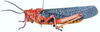 Phymateus (Phymateus) morbillosus morbillosus (Linnaeus, 1758): lateral view. (Otu).