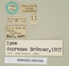 CollectionObject 1557329; NHMUK(SF IMPORT DUPLICATE) 844506, ecfddf4a-e959-477a-9f7e-ec6a48daecf7: copyright Natural History Museum, London. synonym Dyme depressa female data labels (syntype). (CollectionObject).