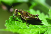 Altiusambilla modicicrus (Karsch, 1896): female (Marangu, 2250m). (Otu).
