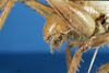 CollectionObject 1578129; 49c85f8f-ae43-4663-8eba-20f12efd4b63: male abdomen tip, lateral view. (CollectionObject).