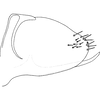 Pygofer, lateral view on Distantasca tuberculata (Zhang & Liu, 2010): Genital capsule, lateral view. (Observation).