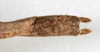CollectionObject 1559830; NMW 233, 55a72bb1-ca7b-4d5d-a980-465311a8a6ab: copyright, NMW Vienna. female: end of abdomen, dorsal view (lectotype). (CollectionObject).