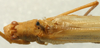 CollectionObject 1517507; e6730bbf-9a26-4d89-93ec-d417b3db7da4: male, dorsal view (holotype). (CollectionObject).