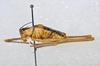 CollectionObject 1568221; 5cdea013-d733-445a-b6e6-41c6c246b63d: male, lateral view (holotype). (CollectionObject).