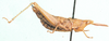 Afrosphenella senecionicola (Key, 1937): female, lateral view. (Otu).