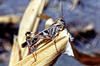 Oedaleus nigeriensis Uvarov, 1926: brown morph (not far from Niamey, Niger). (Otu).