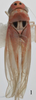 Habitus, dorsal view on Arboridia (Arboridia) magna Song, Li & Dietrich, 2016: Habitus, dorsal view. (Observation).