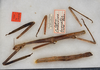 CollectionObject 1557657; USNM(SF IMPORT DUPLICATE) 6979, 77c18e84-e2f7-4abf-824c-6ae28f636772: copyright USNM, Washington. female (holotype). (CollectionObject).