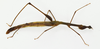 CollectionObject 1582871; cd47629a-ff2a-422c-bfdf-eb2cbb1d24de: female, body lateral view (paratype). (CollectionObject).