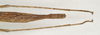 CollectionObject 1562737; 932440d7-0230-4ede-bc39-bfad00f3fbd9: copyright QMBA. female: end of abdomen, dorsal view (paratype). (CollectionObject).