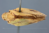 Habitus, dorsal view on Dascalia sinuatipennis (Stål, 1862) now Dascalia sinuatipennis (Stål, 1859): (Observation).