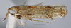 Habitus, lateral view: !! display not done !! on New species F: Loeia Duan, 2017: (Observation).