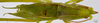 CollectionObject 1565156; fa7952a0-9538-451b-83e2-f4e8260d2996: male, dorsal view (holotype). (CollectionObject).