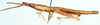 Xenippa viridula Stål, 1878: male, lateral view. (Otu).