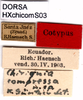 CollectionObject 1507199; f68152e4-2700-4b9b-9f9b-d8cf5c368674: labels (syntype). (CollectionObject).